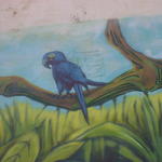 Blue Parrot